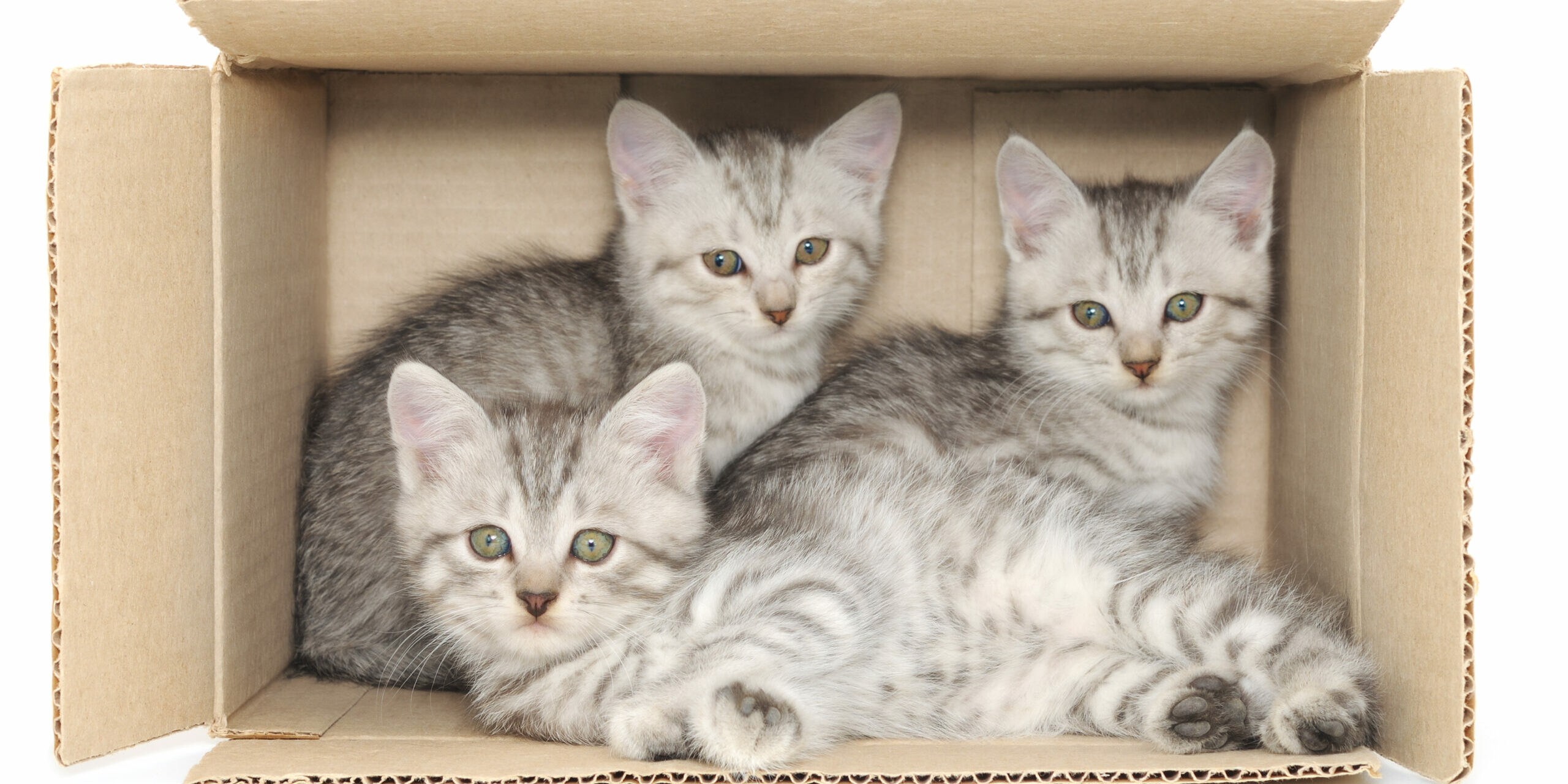 Warum Katzen Kartons Lieben Medewo Verpackungen