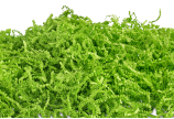 vert clair 